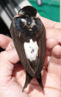 House Martin with geolocator, © Lyndon Kearsley, a project of the Royal Belgian Institute of Natural Sciences