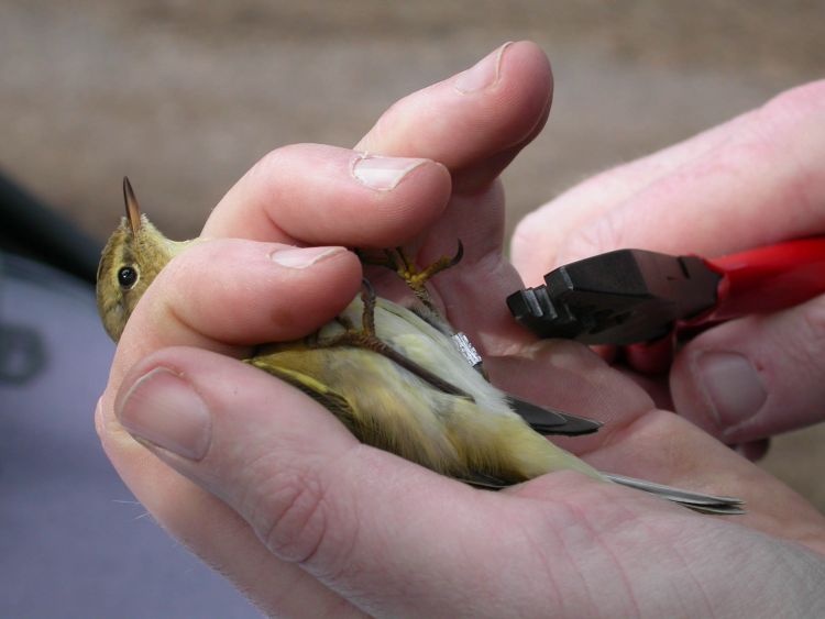 Chiffchaff (Dawn Balmer)