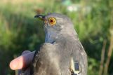 Cuckoo fitted with satellite tag