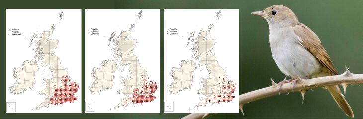 The changing distribution of the Nightingale since 1968. Photo by Edmund Fellowes.