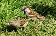 House Sparrow by John Harding