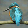 Kingfisher by John Harding