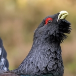 Not Mark Hammond but something nearly as hard to photo - Capercaillie by Dean Eades