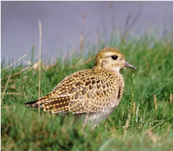 Golden Plover by Tommy Holden