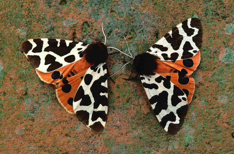 Garden tiger moths. Photograph by Jill Pakenham