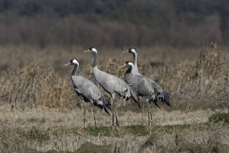 Common cranes. Photograph by John Harding.