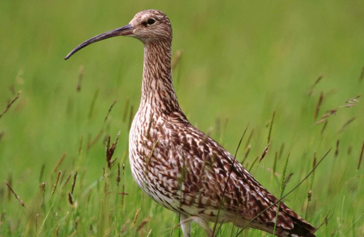 Curlew (Tommy Holden)