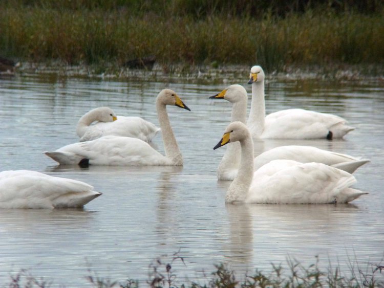 Whooper swan. Photograph by Anne Cotton