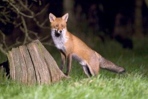 Fox, by John Harding