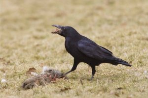 Carrion Crow eating a rabbit carcass. Photo by Edmund Fellowes.