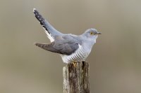 Cuckoo by Edmund Fellowes/BTO