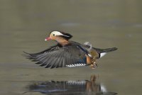 Mandarin Duck by Paul Sterry/NPL