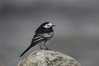 Pied Wagtail by Neil Calbrade/BTO
