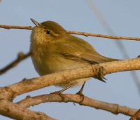 Chiffchaff by www.grayimages.co.uk