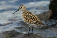 Dunlin by www.grayimages.co.uk