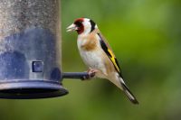 Goldfinch by John Harding