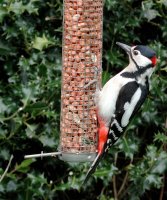 Great Spotted Woodpecker by John Harding/BTO