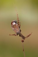 House Sparrow by Edmund Fellowes, BTO