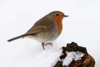 Robin in snow by Jill Pakenham