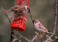 Tree Sparrow by Tommy Holden/BTO