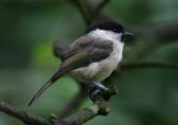 Willow Tit by www.grayimages.co.uk