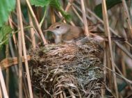 Reed Warbler on nest by Kevin Carlson