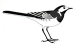 Bucks Bird Club logo