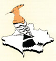 Dorset Bird Club Logo