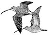 East Lancashire Bird Club logo