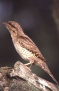 Wryneck by Lawrence Baxter