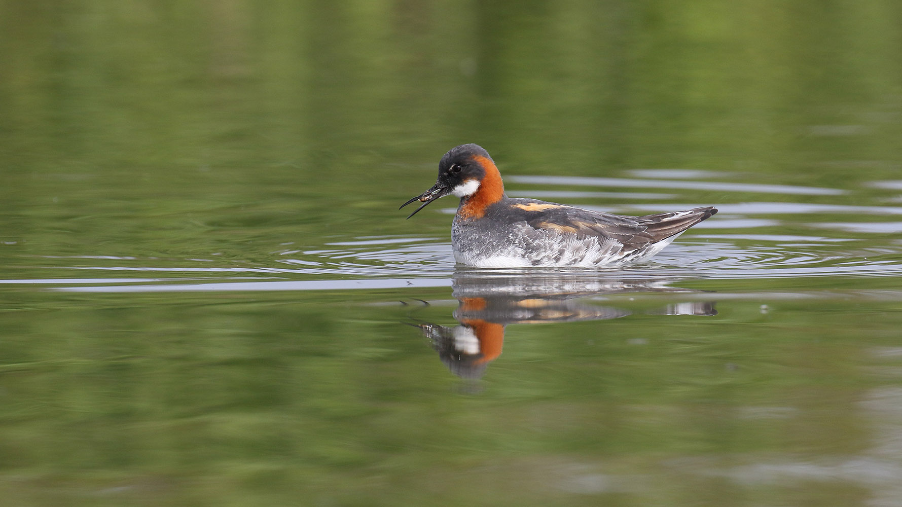 Red-necked Phalarope. Liz Cutting / BTO 