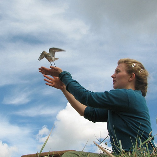 Volunteer releasing a bird