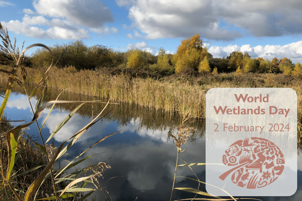 A blog for World Wetlands Day 2024, on 2 February. 