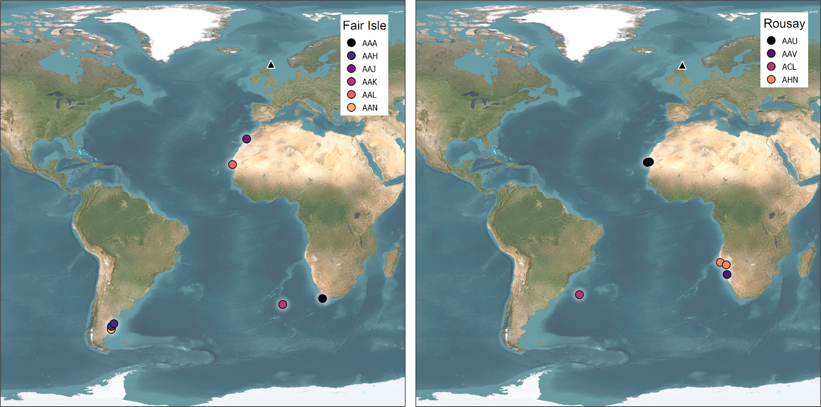 A map showing the mid-winter locations of each tracked Arctic Skua from Fair Isle and Rousay in the Canary Current off northwest Africa, Benguela Current off southwest Africa and the Patagonian Shelf off eastern South America., For birds with two years' of data, wintering locations are almost exactly the same.
