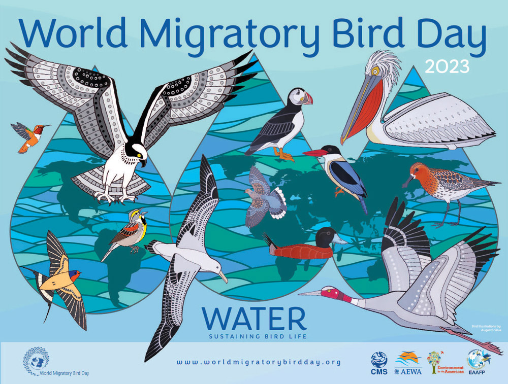 World Migratory Bird Day 2023 poster. Three droplets of water are filled with a rippling pattern of blue-green waves, with a map of the world overlain on the waves. There are many colourful migratory birds on the poster, drawn in a stencil style., These birds include Atlantic Puffin, Osprey, Barn Swallow, Turtle Dove, Spoon-billed Sandpiper and a Dalmation Pelican.