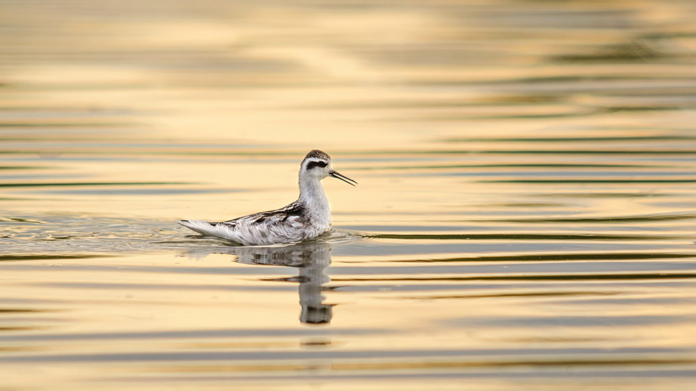William Lambourne's photograph of a Red-necked Phalarope is the winner of the 'Fisherman's Friends' Youth category.
