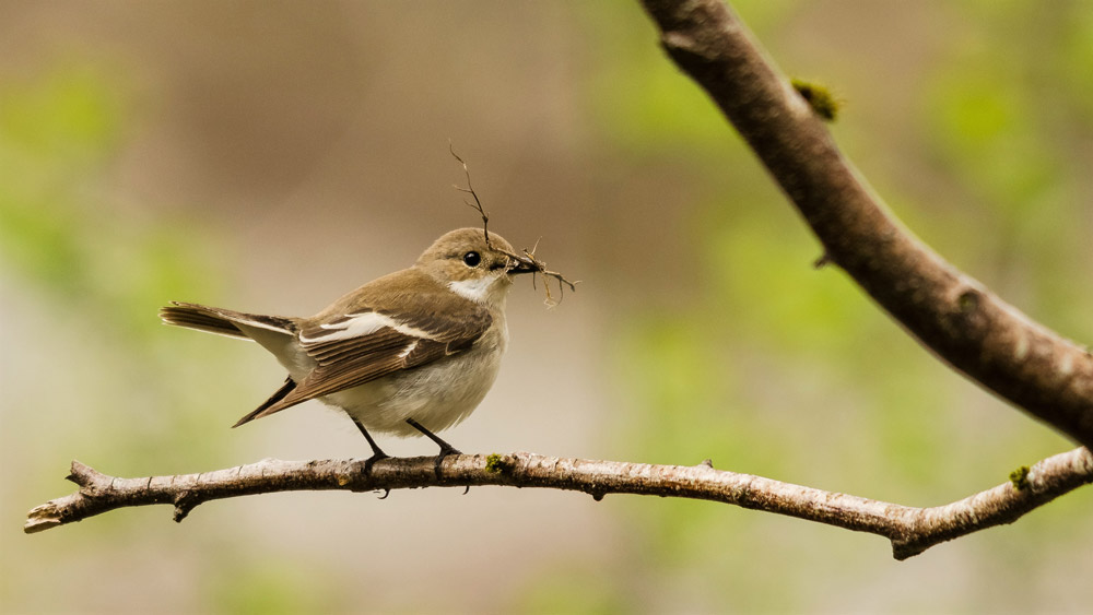 A female Pied Flycatcher perched on a branch in a woodland, holding nesting material in its beak.