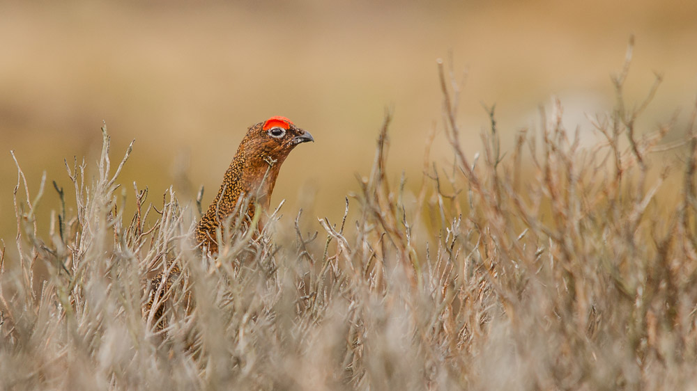 A Red Grouse in a moorland setting, mostly obscured by heather plants with only its head above them.